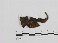 小菇屬藏品圖，第1張