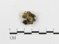登錄號:F0016398藏品圖，第3張