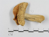 登錄號:F0016399藏品圖，第1張