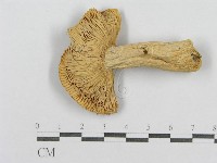 登錄號:F0016399藏品圖，第3張