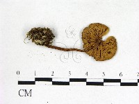 登錄號:F0016401藏品圖，第3張