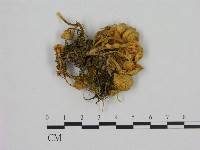 小菇屬藏品圖，第1張