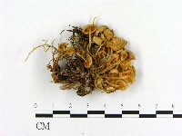 小菇屬藏品圖，第3張