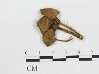 登錄號:F0016403藏品圖，第1張
