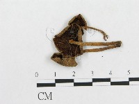 登錄號:F0016403藏品圖，第3張