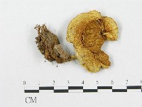 登錄號:F0016405藏品圖，第1張