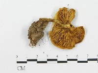 登錄號:F0016405藏品圖，第3張