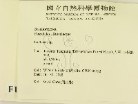 乳菇屬藏品圖，第2張
