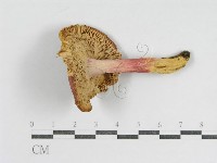 登錄號:F0016408藏品圖，第3張