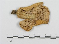 登錄號:F0016409藏品圖，第1張
