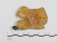 登錄號:F0016409藏品圖，第3張