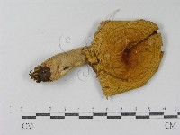 登錄號:F0016410藏品圖，第1張