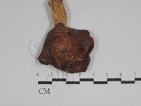 登錄號:F0016411藏品圖，第1張
