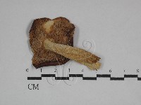登錄號:F0016411藏品圖，第3張