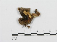 紅菇屬藏品圖，第1張