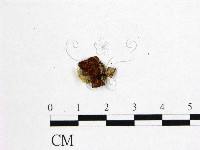 登錄號:F0016413藏品圖，第3張
