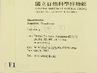 乳菇屬藏品圖，第2張