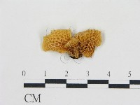 登錄號:F0016416藏品圖，第1張
