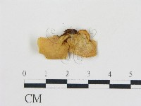 登錄號:F0016416藏品圖，第3張