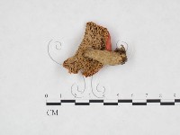 登錄號:F0016417藏品圖，第3張