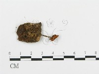 登錄號:F0016418藏品圖，第3張