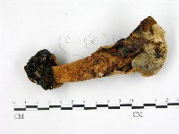 登錄號:F0016420藏品圖，第3張