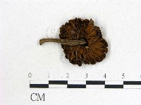 登錄號:F0016421藏品圖，第3張