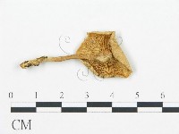 登錄號:F0016422藏品圖，第1張