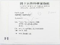 傘菌屬藏品圖，第2張