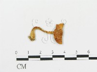 傘菌屬藏品圖，第3張
