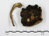 登錄號:F0016425藏品圖，第1張