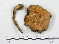登錄號:F0016425藏品圖，第3張