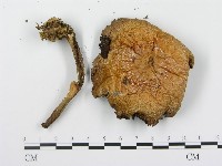登錄號:F0016425藏品圖，第4張