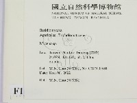 小菇屬藏品圖，第2張