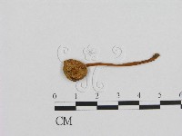 小菇屬藏品圖，第1張