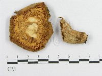 登錄號:F0016427藏品圖，第3張