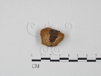登錄號:F0016428藏品圖，第1張