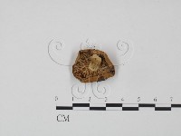 登錄號:F0016428藏品圖，第3張