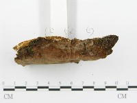 登錄號:F0016429藏品圖，第5張