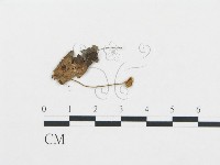 登錄號:F0016433藏品圖，第1張