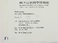 小菇屬藏品圖，第2張