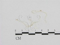 小菇屬藏品圖，第1張