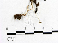 小菇屬藏品圖，第3張