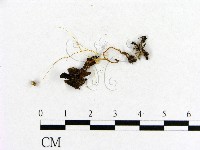 小菇屬藏品圖，第4張