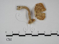 登錄號:F0016437藏品圖，第3張