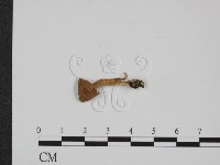 登錄號:F0016438藏品圖，第1張