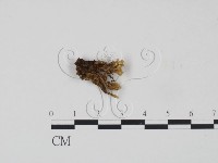 登錄號:F0016439藏品圖，第1張