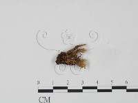 登錄號:F0016439藏品圖，第3張