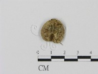 登錄號:F0016440藏品圖，第3張