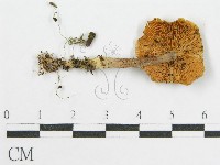 登錄號:F0016441藏品圖，第1張